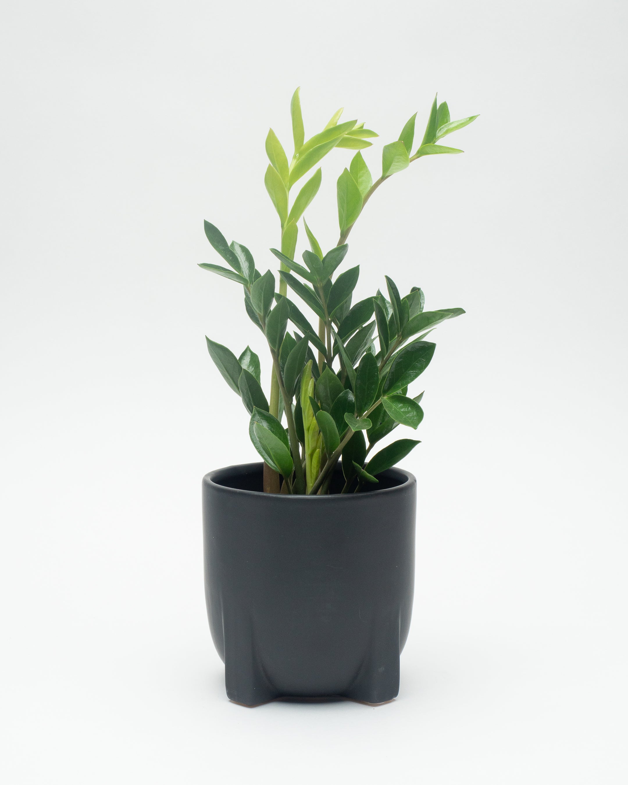 Cart | Sunnyside Plants