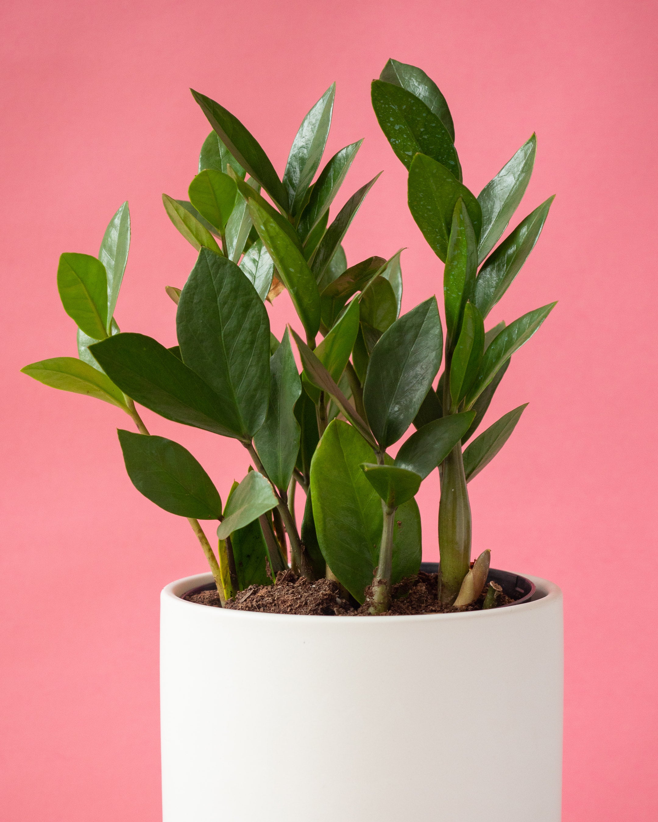 ZZ Plant | Sunnyside Plants